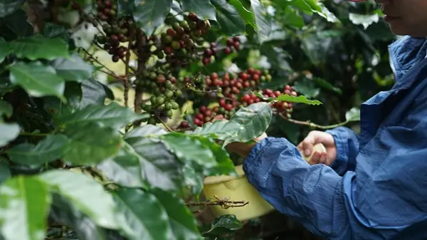 Ciclo do café: como o café transformou São Paulo e as cidades do interior